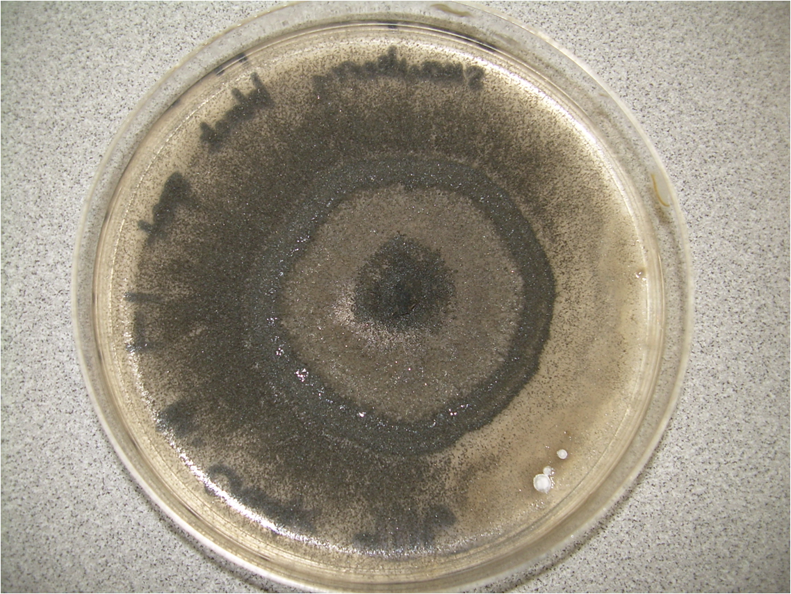 Alternaria alternata culture plate (Wikimedia Commons) — the dark grey-green wool-like colony pattern this species forms around window seals and shower stalls.