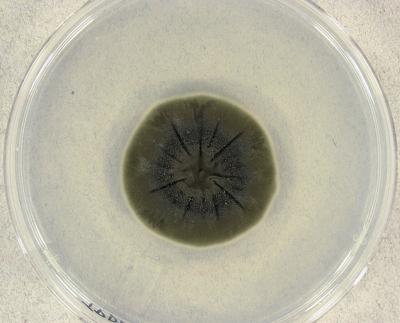Cladosporium sphaerospermum colony in petri culture (Wikimedia Commons) — the characteristic olive-to-black surface pattern this species shows in bathrooms and HVAC drip pans.