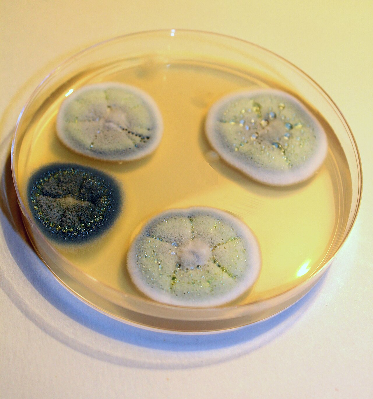 Penicillium colonies on a petri dish (Wikimedia Commons) — four cultures showing the classic blue-green and grey phenotypes that colonize water-damaged drywall and fabric.